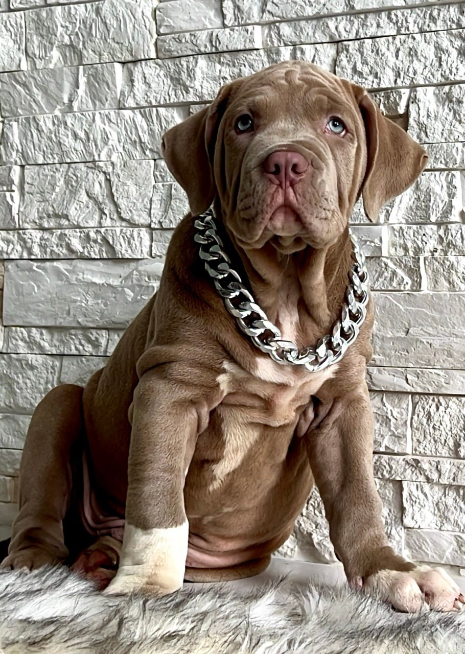 Все свободные щенки. Американские булли XL в г. Калининград. Питомник Great Bully UNIVERSE