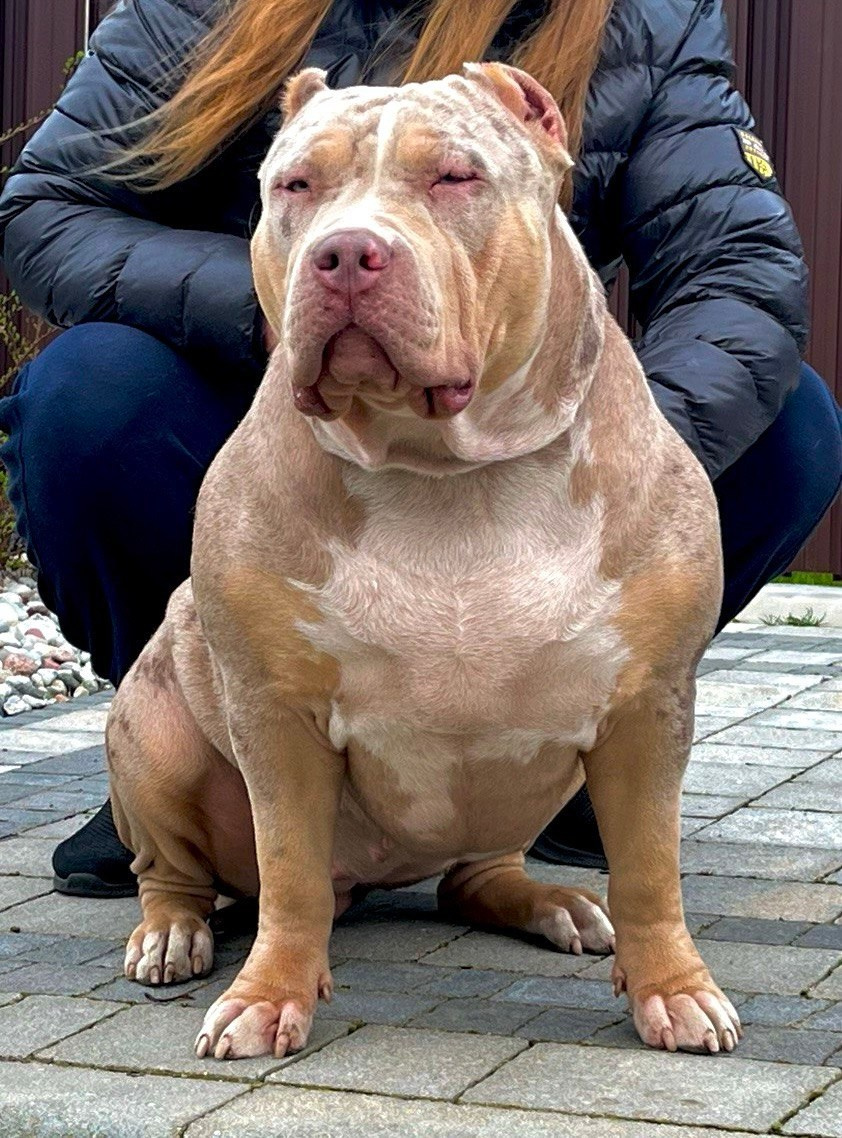 BBK’s Amber. Американские булли XL в г. Калининград. Питомник Great Bully UNIVERSE