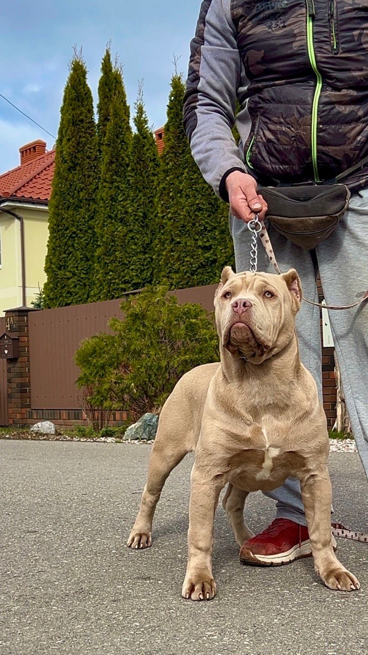 Все свободные щенки. Американские булли XL в г. Калининград. Питомник Great Bully UNIVERSE