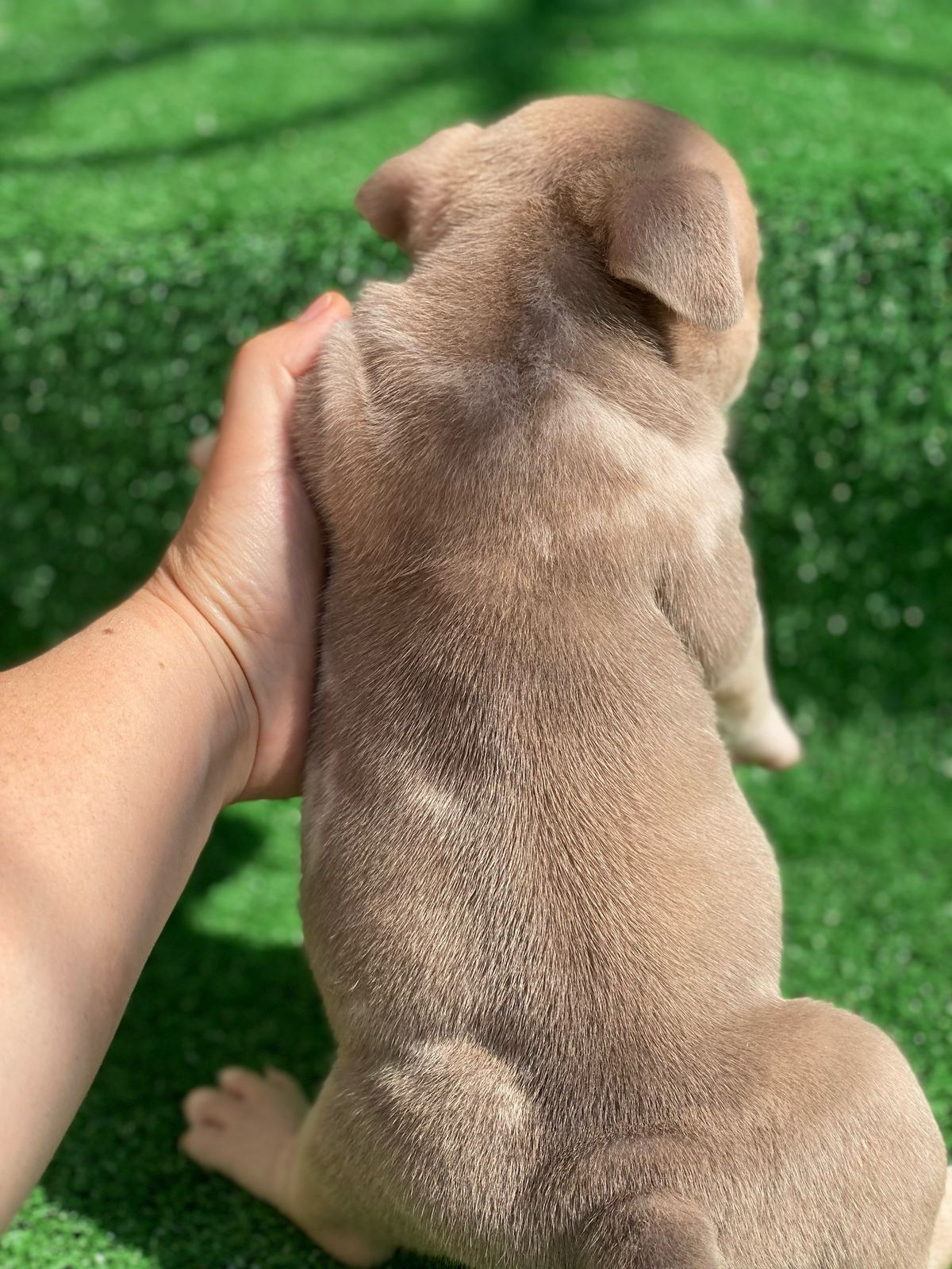 Помет Каспер и Кентуки. 14.05.25. Американский Булли в г. Ростов-на-Дону. Питомник THE POWER OF SIBERIA