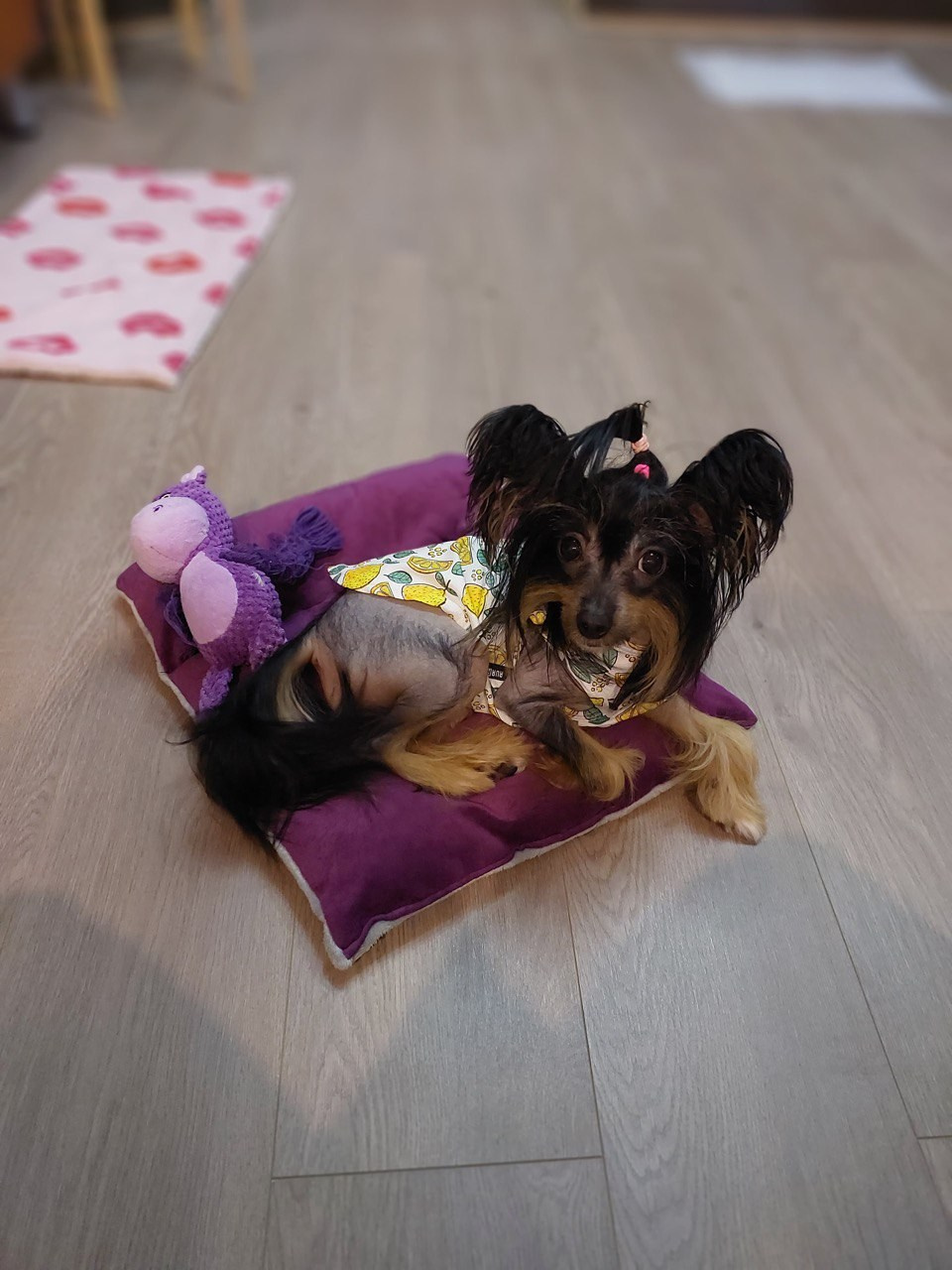 Victoria (Poale Ell Viktoriya) is one year old!. Chinese Crested Dog Kennel Poale Ell