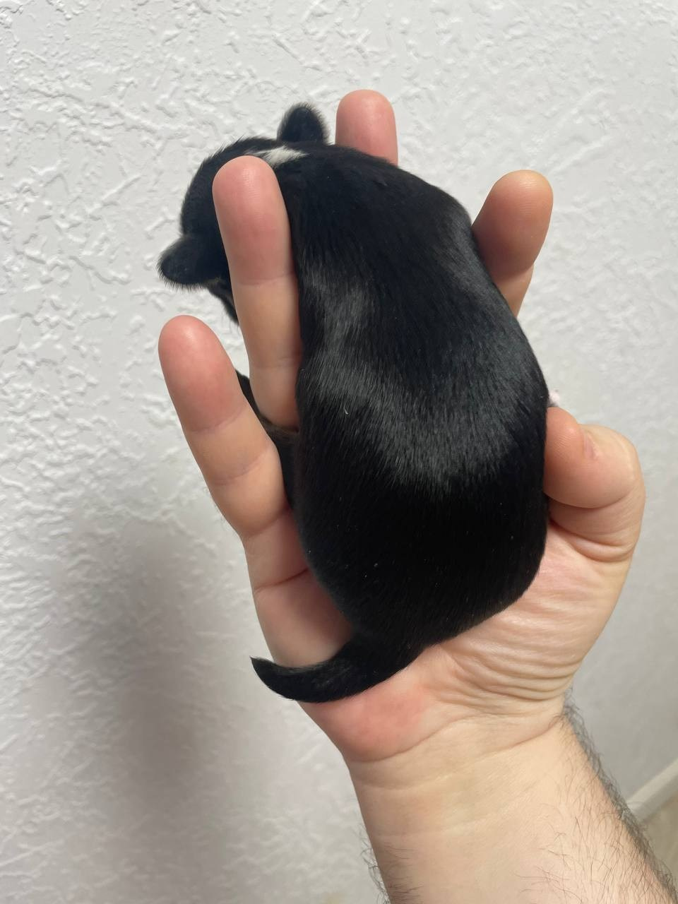 Poale Ell Grace неделя