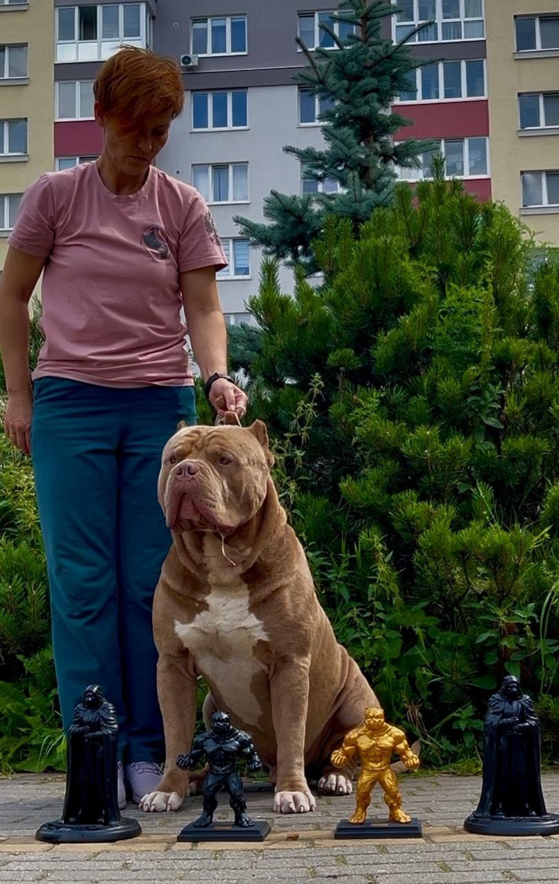 Хантер. Американские булли XL в г. Калининград. Питомник Great Bully UNIVERSE