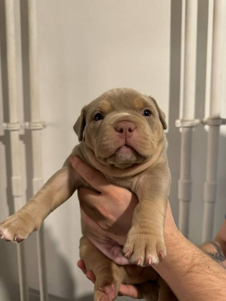 Bounty Pride Bully Tyron. Питомник американских булли Bounty Pride Bully