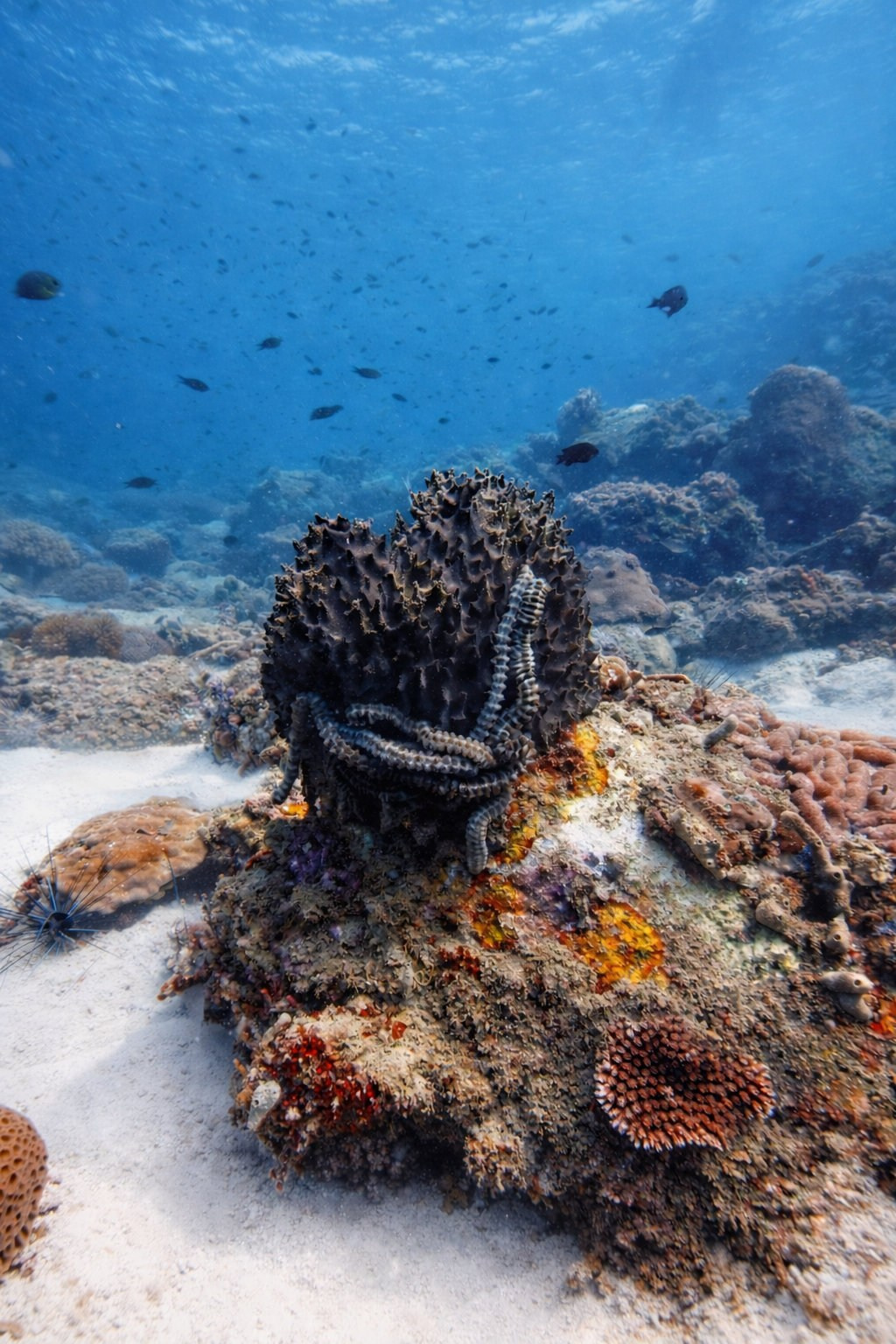 Дайвинг во Вьетнаме. Индивидуальные Экскурсии. Дайвинг во Вьетнаме. Индивидуальные Экскурсии