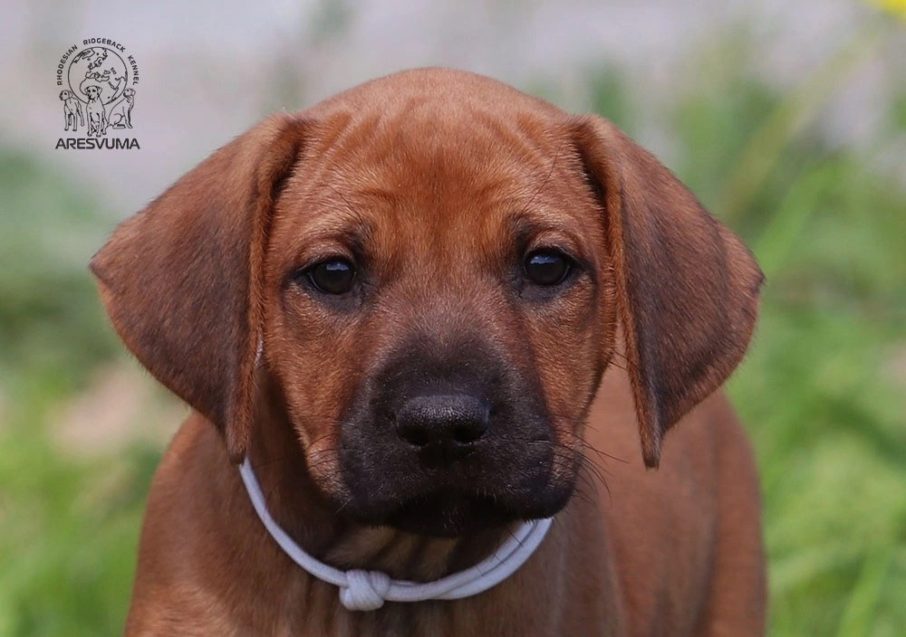 Помет Northern Lights. Родезийские Риджбеки в Санкт-Петербурге
