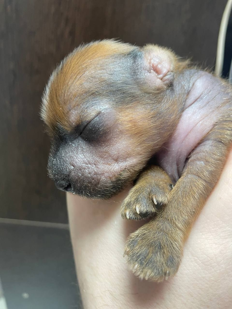 Poale Ell Gloria неделя