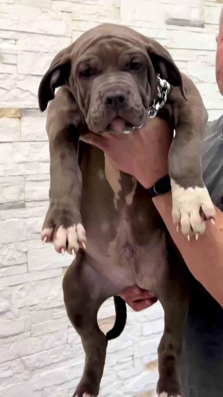 Все свободные щенки. Американские булли XL в г. Калининград. Питомник Great Bully UNIVERSE