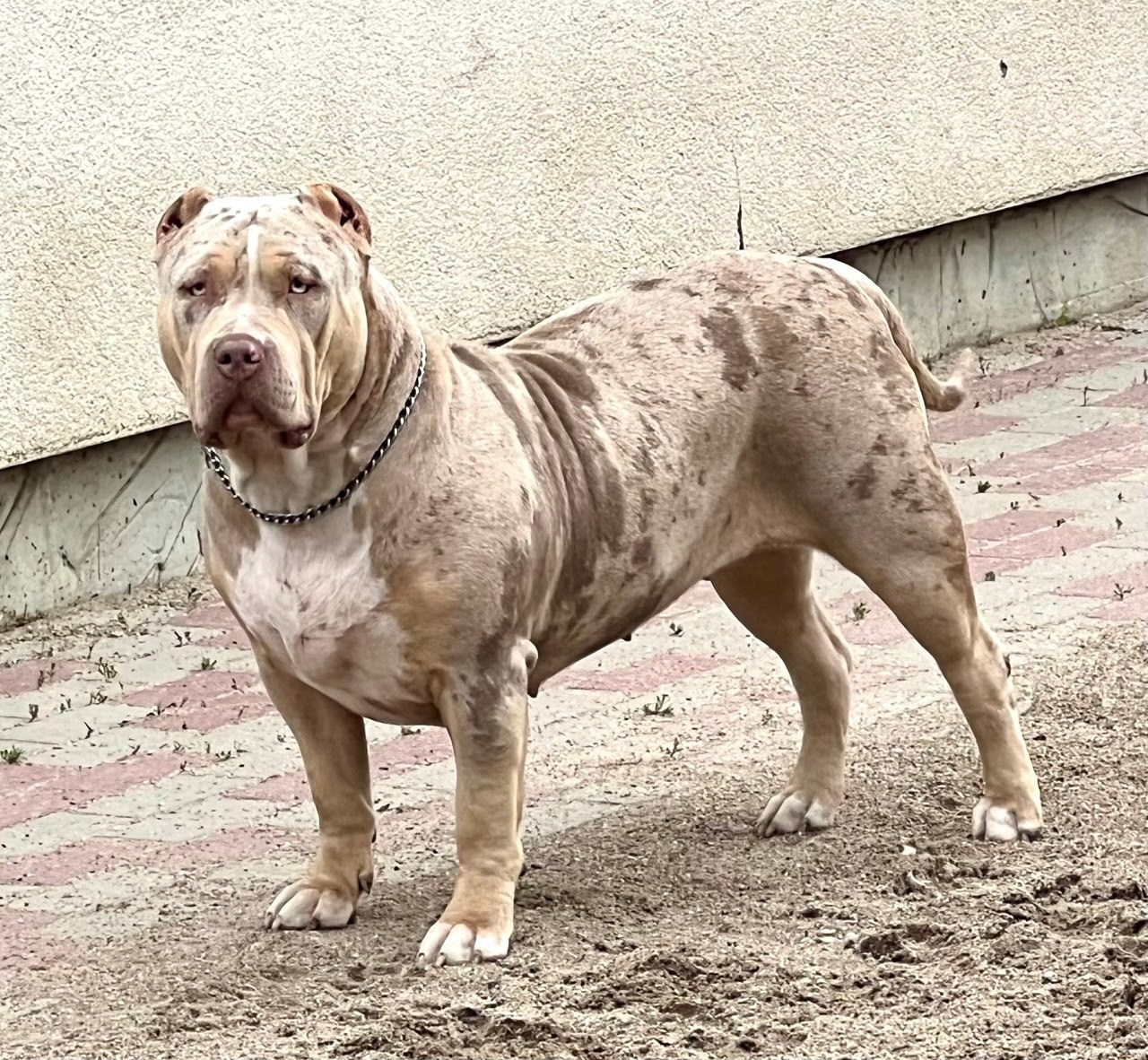 BBK’s Amber. Американские булли XL в г. Калининград. Питомник Great Bully UNIVERSE