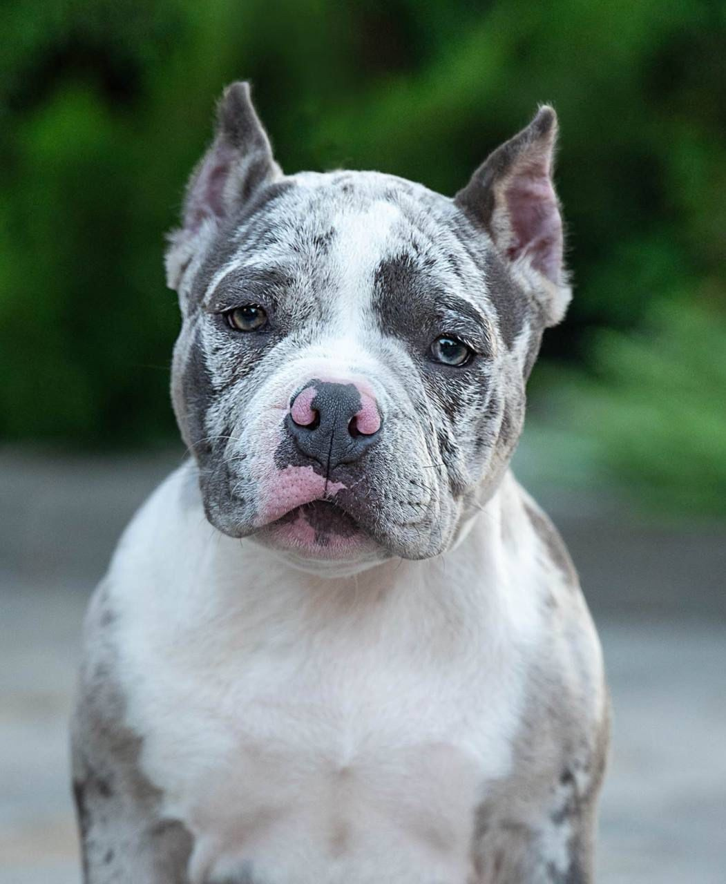 Помет Каспер и Изи. 18.04.25. Американский Булли в г. Ростов-на-Дону. Питомник THE POWER OF SIBERIA