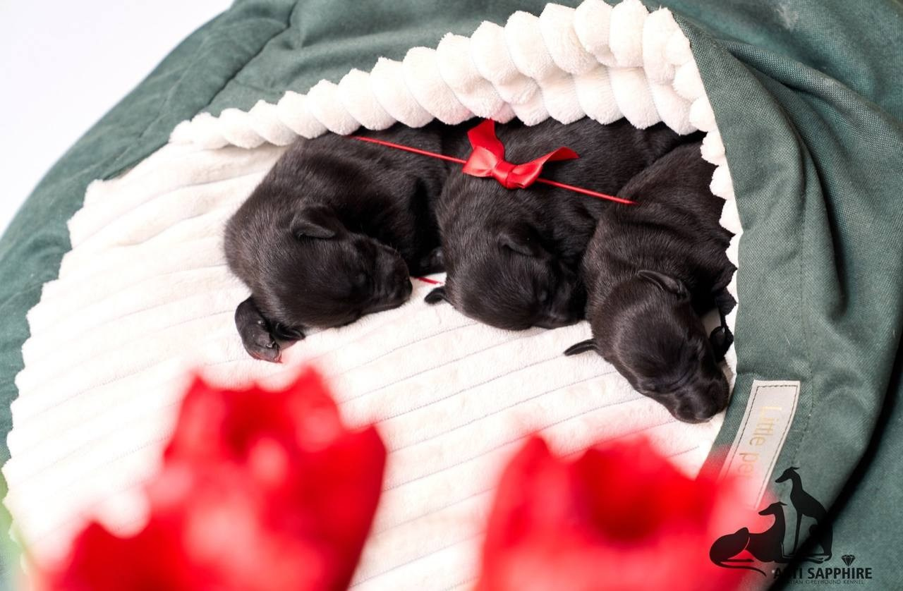 Чёрные левретки. Профессиональный питомник левреток РКФ/FCI ASTI SAPPHIRE 💎 Сочи|Санкт-Петербург