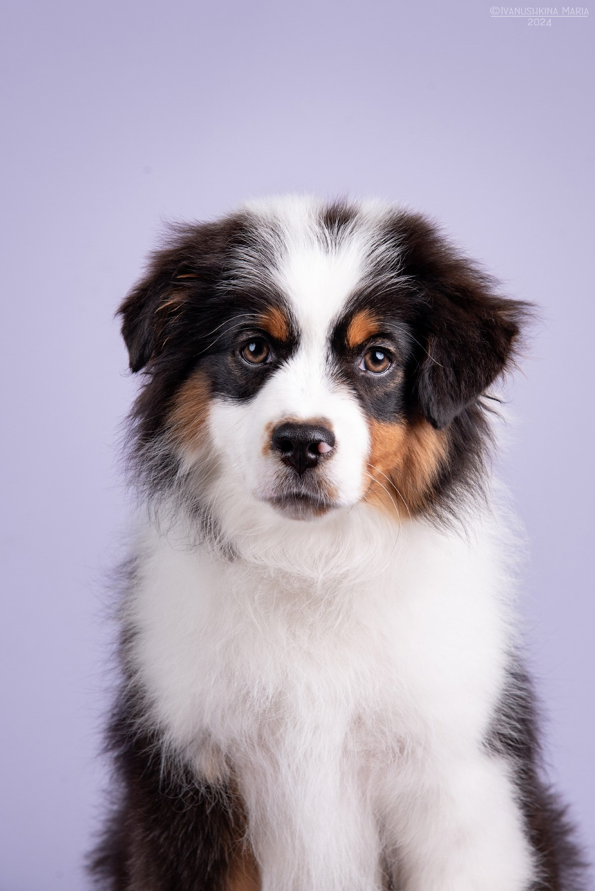 Фотосессия щенков на фонах. Фотограф собак в Москве и Московской области Иванушкина Мария