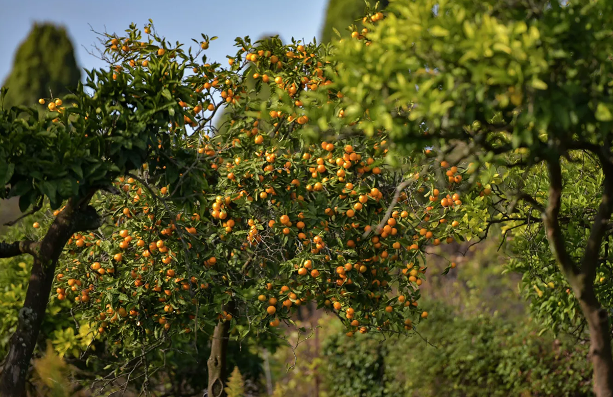 Обучающий фототур в Абхазию 20–25 февраля 2026. Детский и семейный фотограф Елена Михайлова в Москве