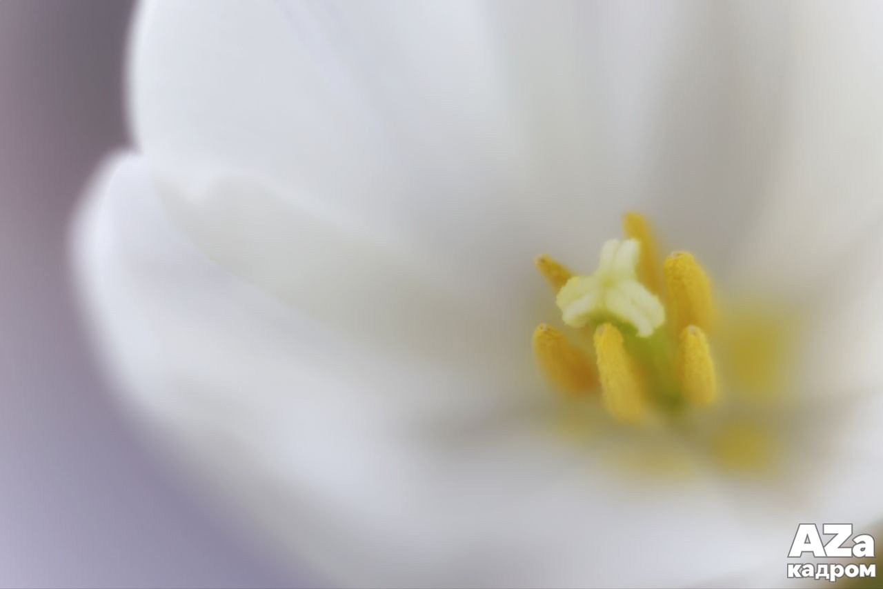 Дыхание весны. Фотоклуб AZакадром. Женский семейный фотограф Тула Москва Захарова Анна