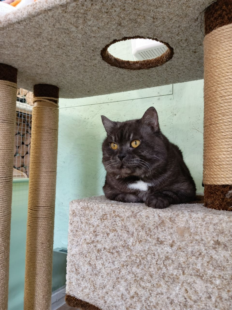 Гостиница для кошек Усики и хвостики, Красноярск