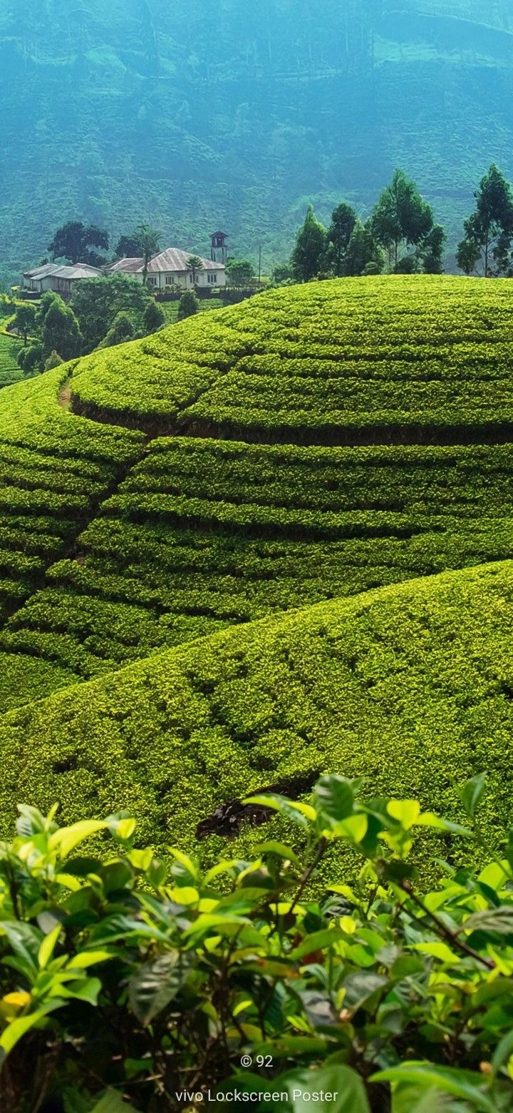 Шри Ланка март 2026 можно с детьми. Авторские туры для девушек. путешествия, тут можно купить тур