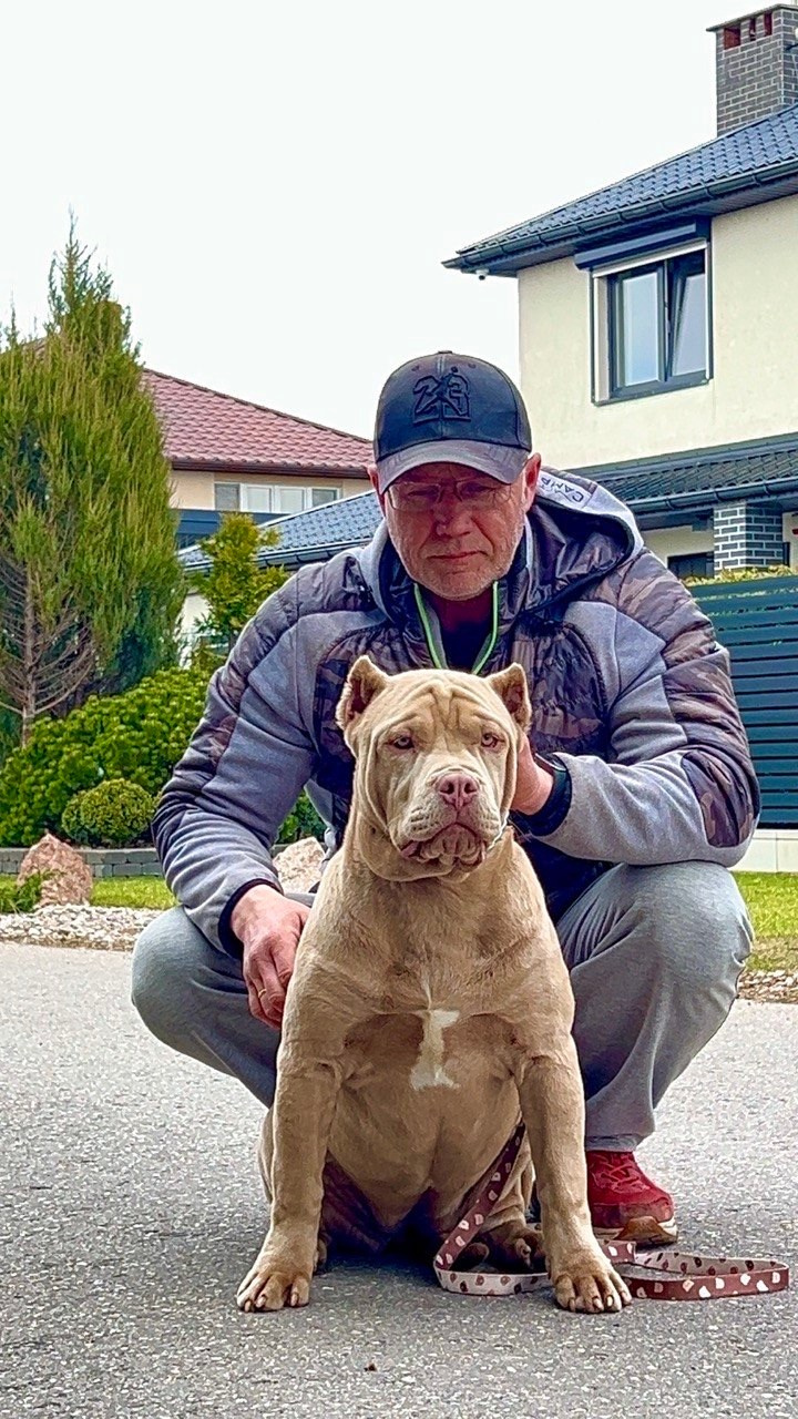 Все свободные щенки. Американские булли XL в г. Калининград. Питомник Great Bully UNIVERSE