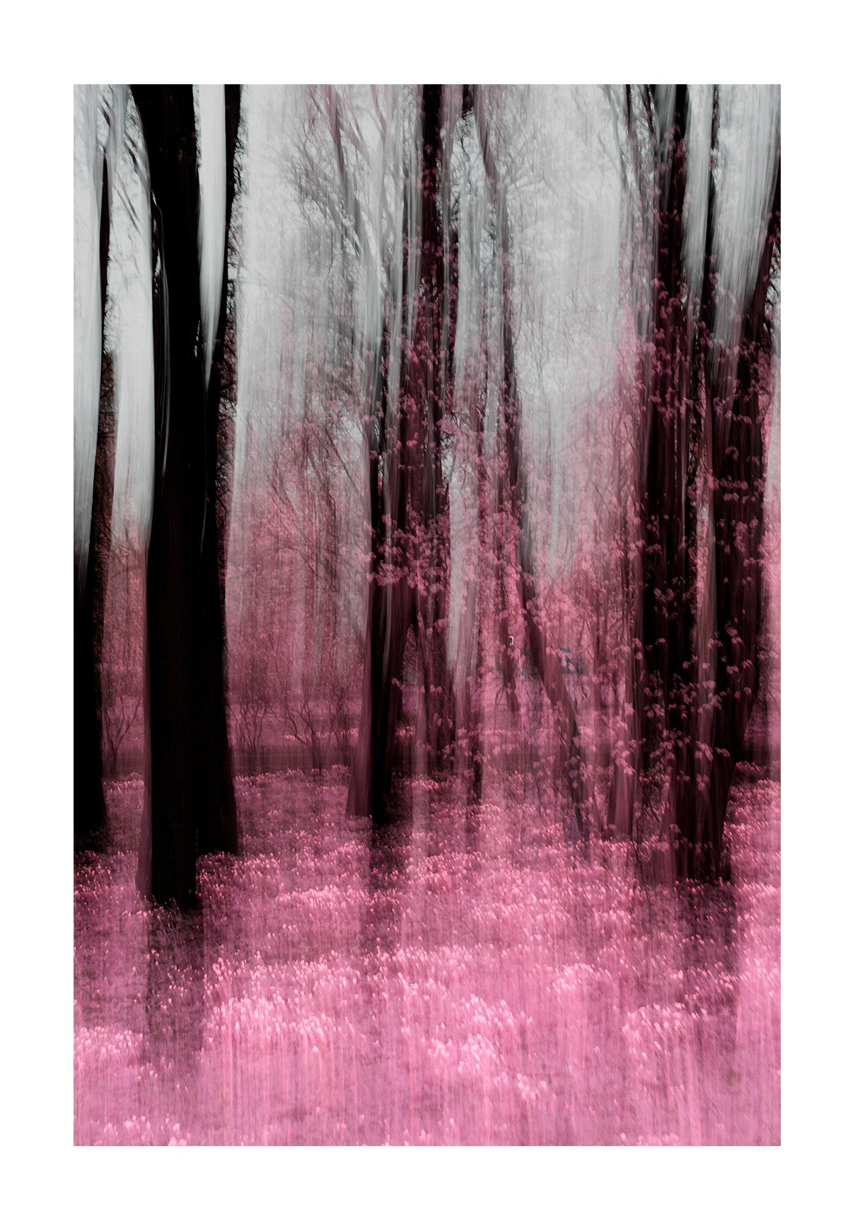 Walks in the Forest. Vasiliy Riabovol — Fine Art Photographer | Time, Space, and Silence