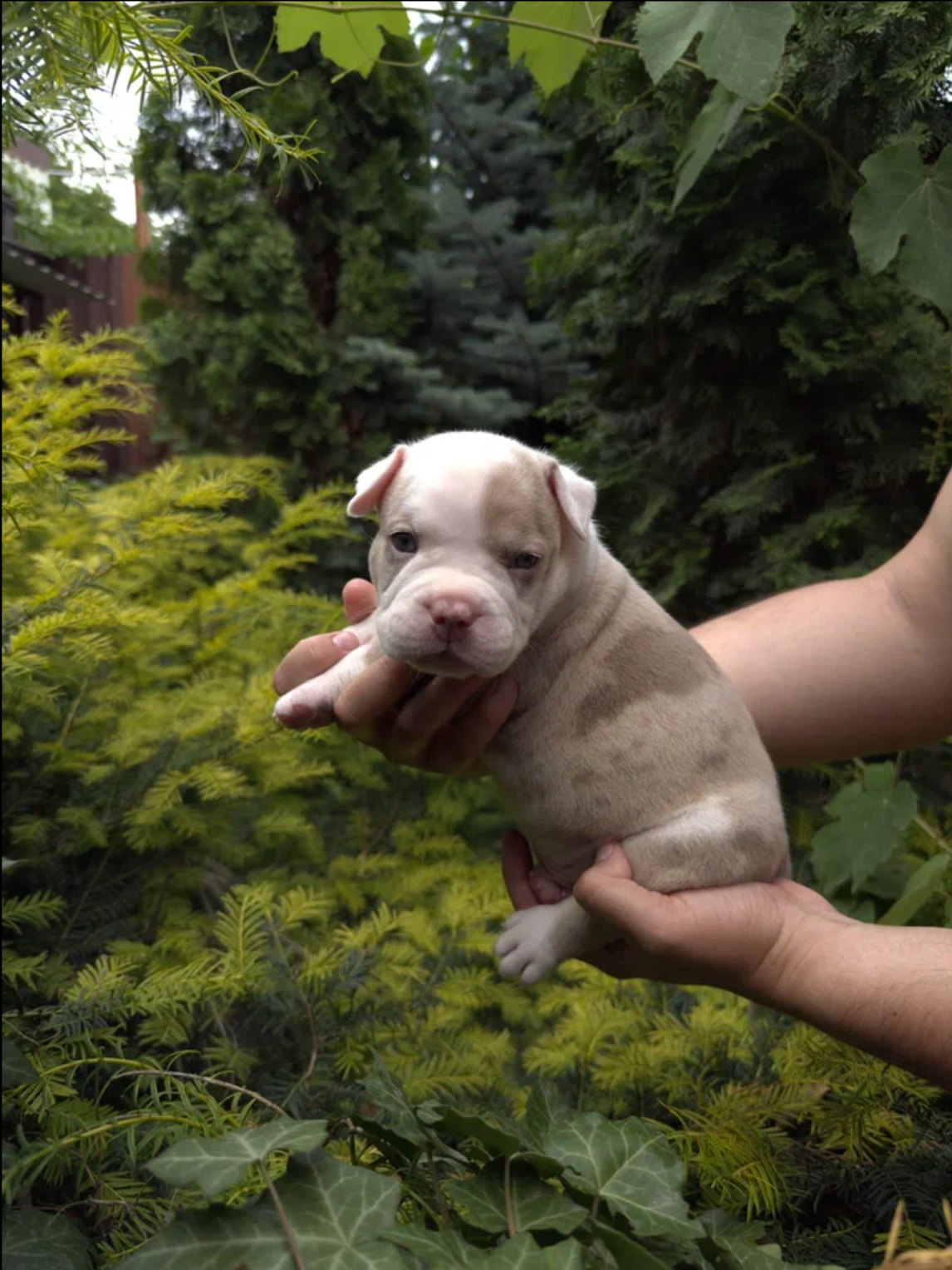 Помет Каспер и Адель. 08.05.25. Американский Булли в г. Ростов-на-Дону. Питомник THE POWER OF SIBERIA