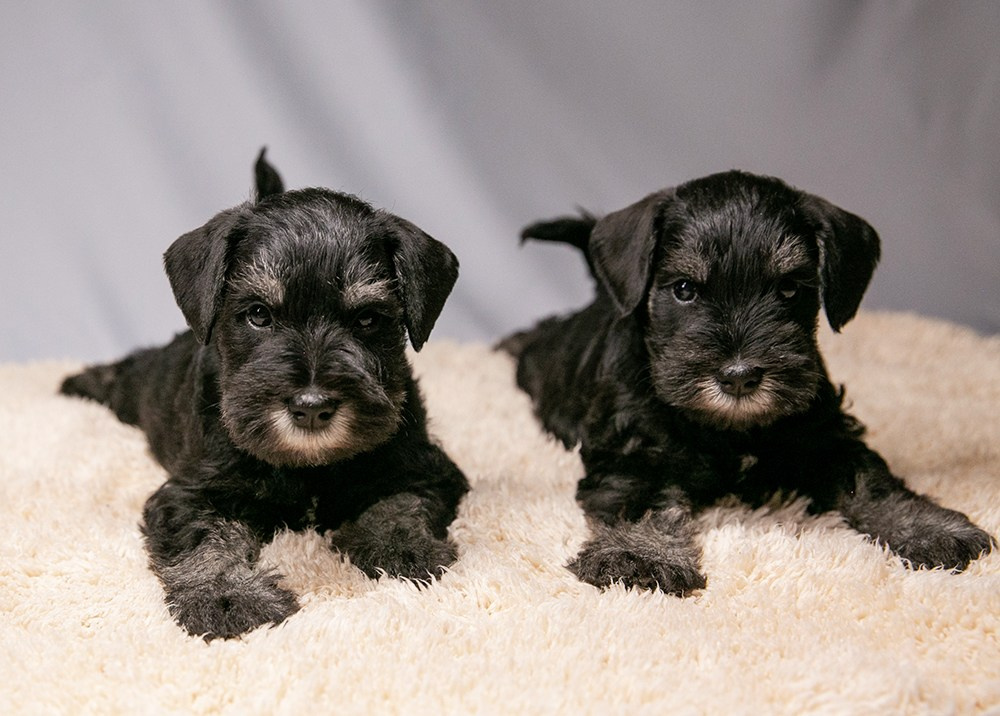 Щеночкам 6 недель