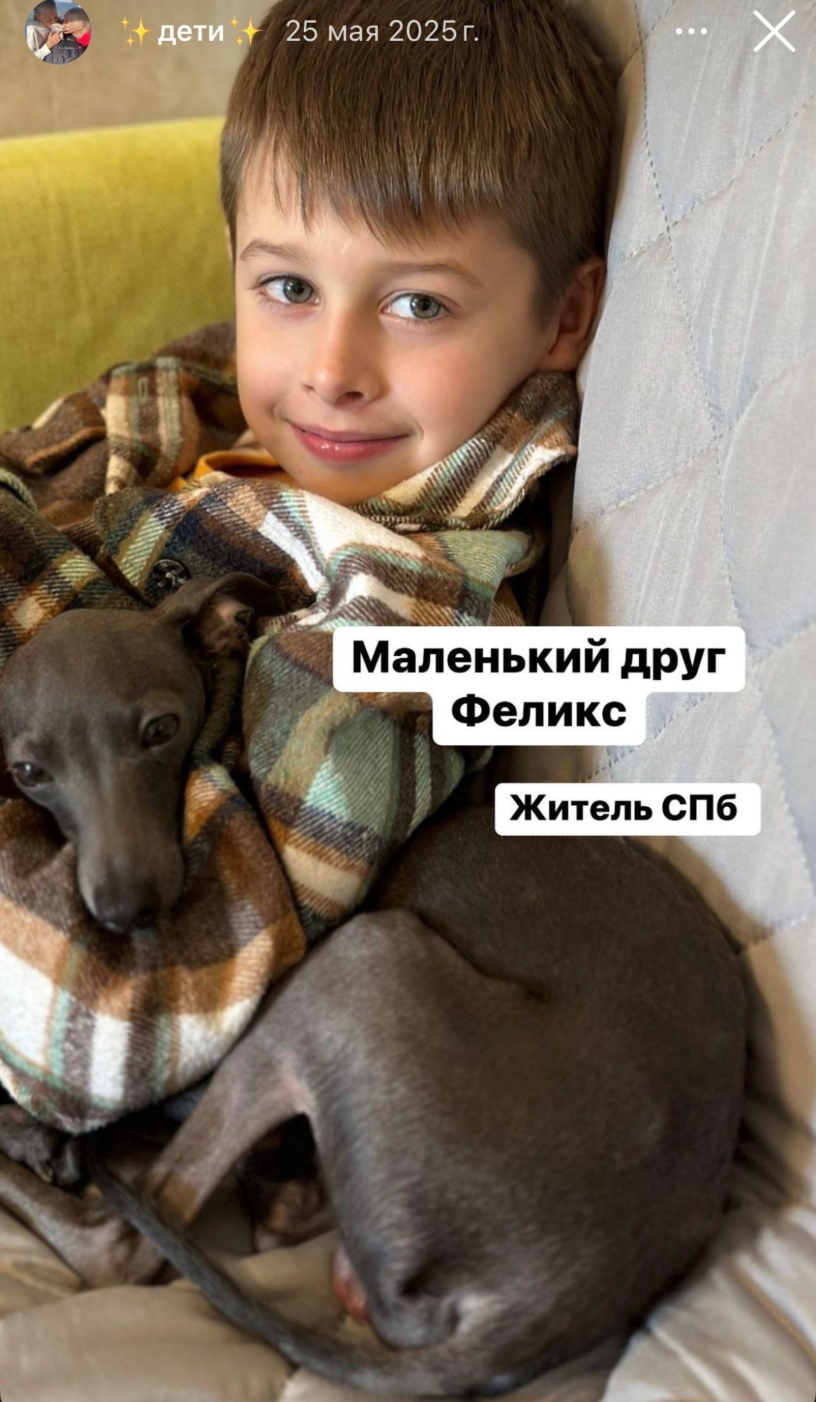 Левретка и ребенок: нежная дружба. Профессиональный питомник левреток РКФ/FCI ASTI SAPPHIRE 💎 Сочи|Санкт-Петербург