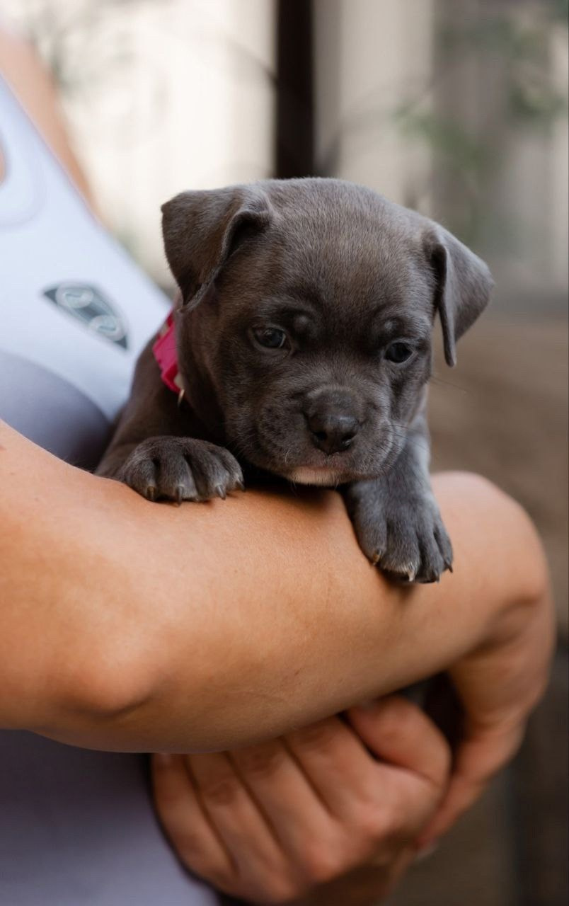 кобель на вязку American Bully в Волгограде