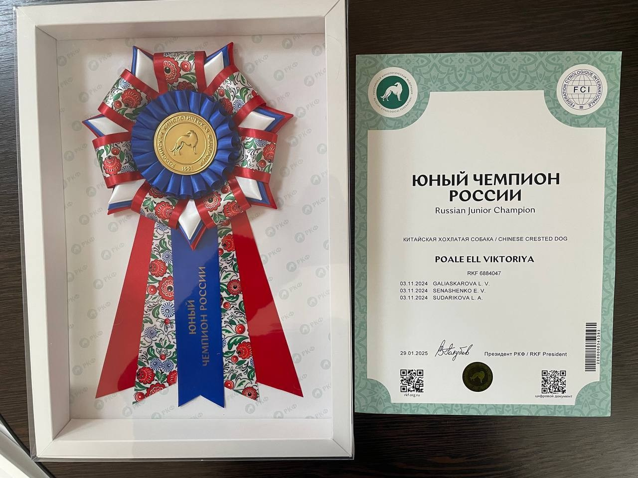 Veles and Vika are Young Champions of Russia and RKF!. Chinese Crested Dog Kennel Poale Ell