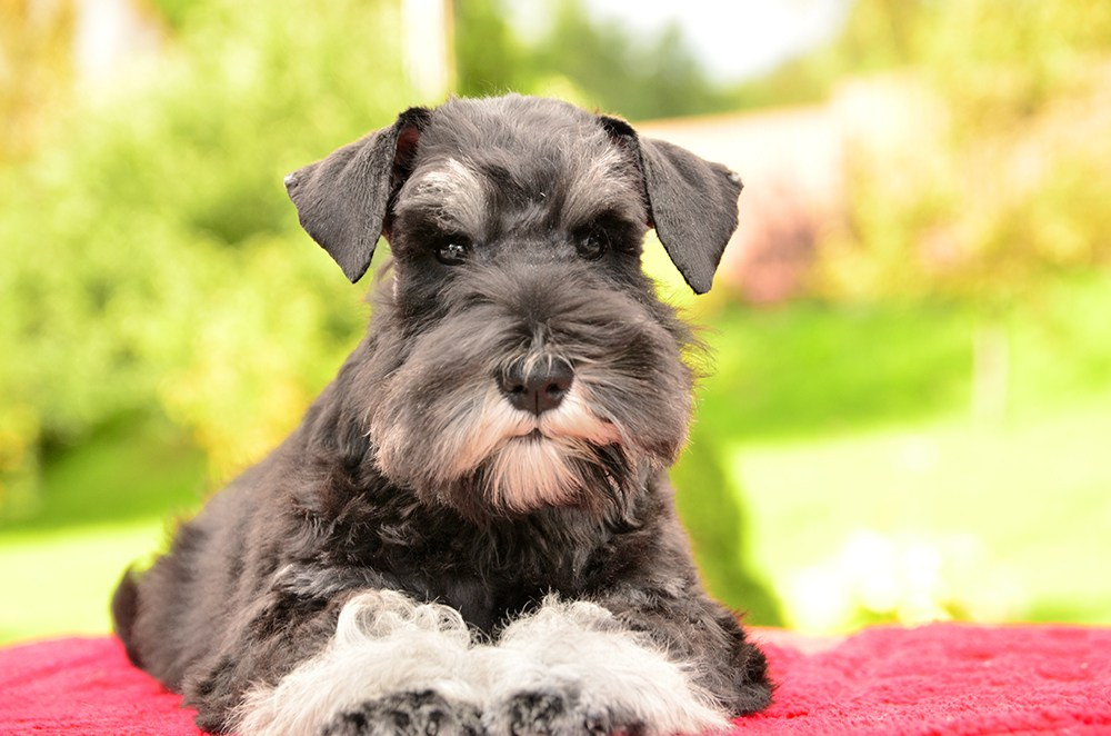 Этьен 💙Делинсо Бэлэнс Этьен Томазин