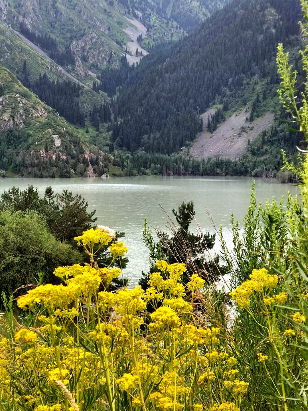 На переднем плане изображены ярко-жёлтые цветы, растущие среди зелёной травы. На заднем плане виднеется озеро Иссык в Алматы, окружённое крутыми горными склонами, покрытыми хвойным лесом. Вдали заметны утёсы и густая зелень, подчёркивающая природную красоту пейзажа.