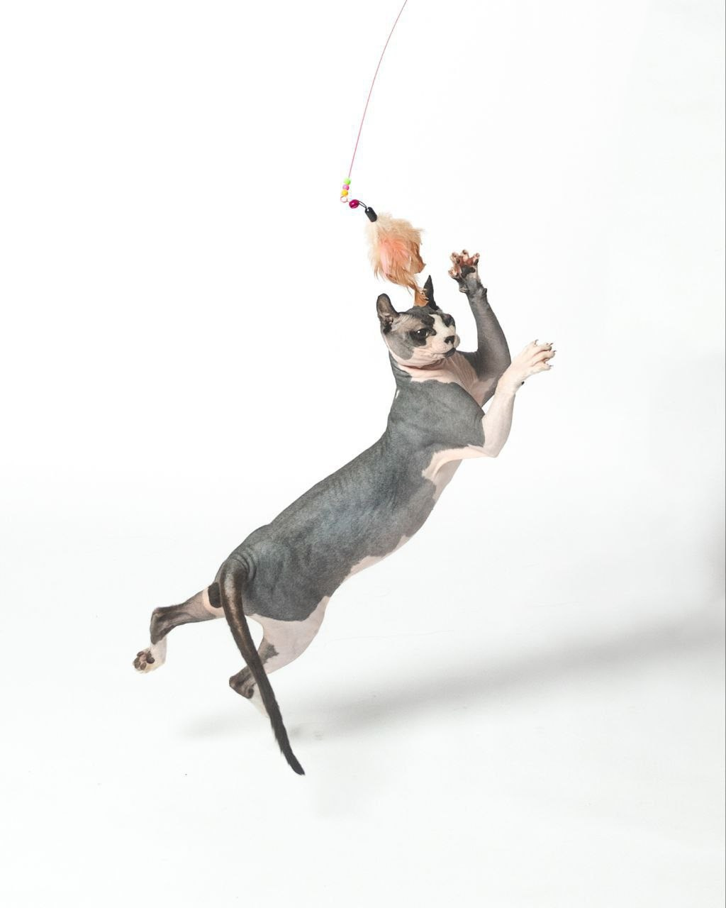 Фотосессия с питомцем в Самаре