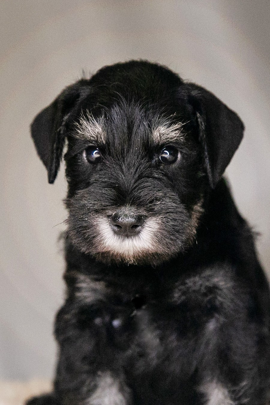 Наш шикарный щеночек предлагается! Юдай/ Делинсо Бэлэнс Юдай Гин-Куро/ Delinso Balance Yudai Gin-Kuro