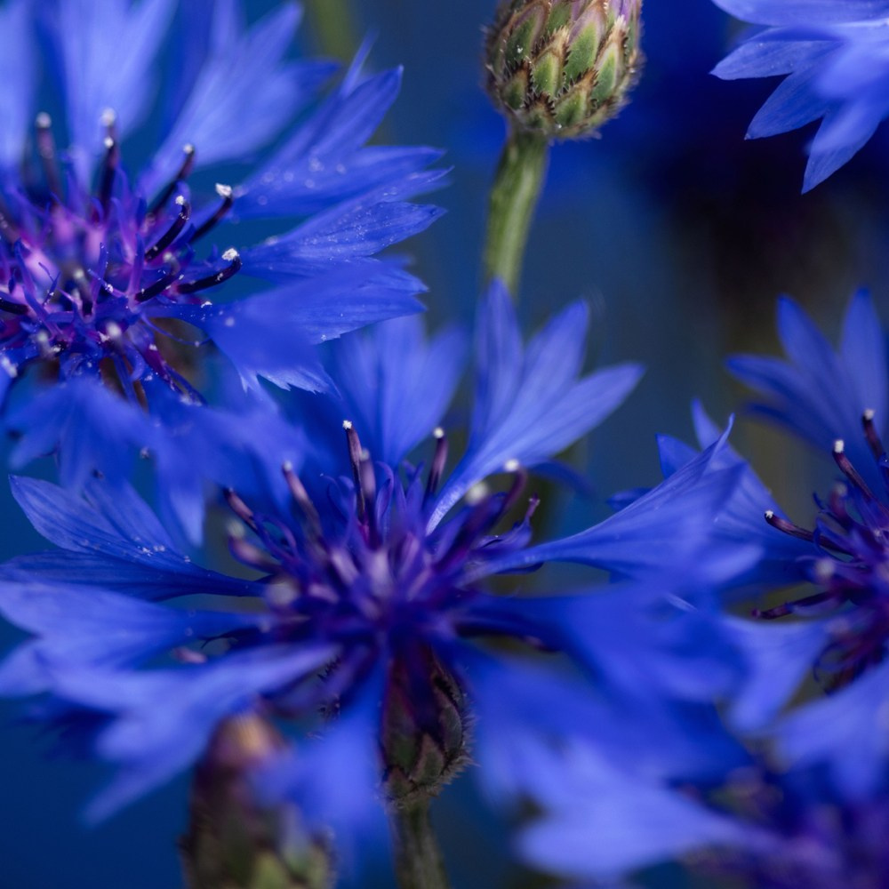 Inner Blue. Author’s fine art prints with international delivery