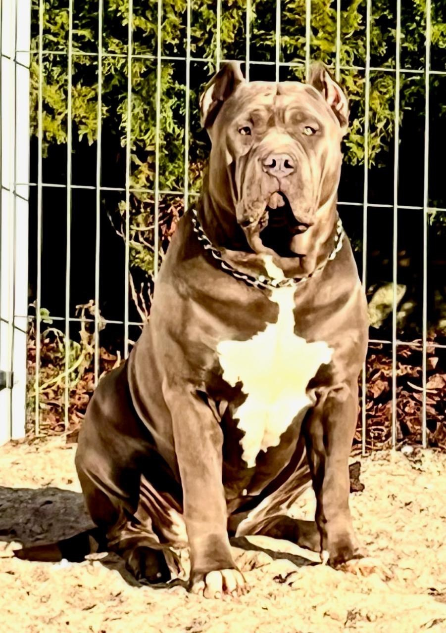 GBU Lakshmi. Американские булли XL в г. Калининград. Питомник Great Bully UNIVERSE