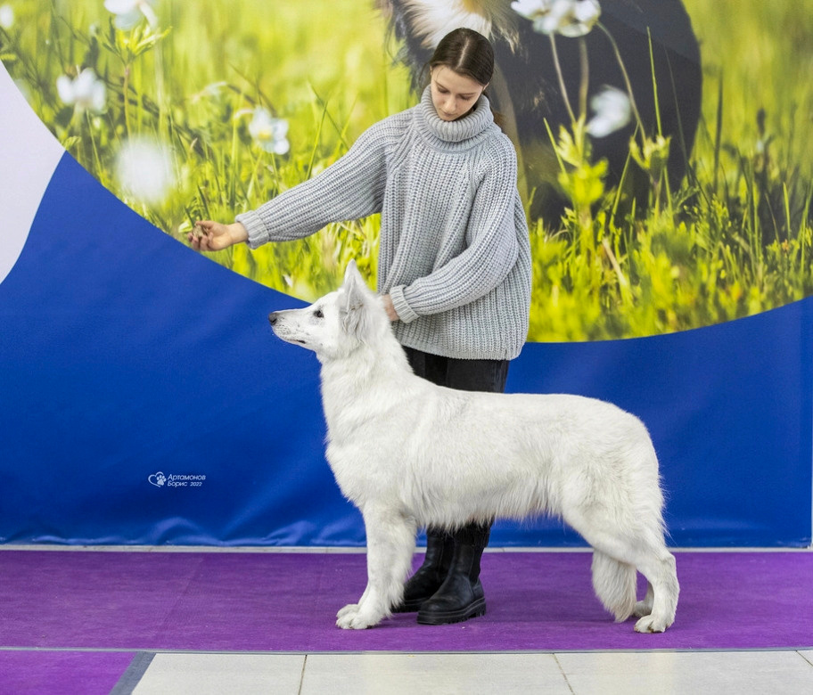 Новости в питомнике Westerly Wind. Питомник собак Westerly Wind Москва и МО