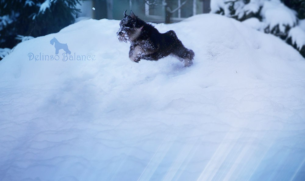 Питомник Делинсо Бэлэнс, щенки цвергшнауцера, купить щенка цвергшнауцера, питомник цвергшнауцеров, кобель цвергшнауцера для вязки, щенок цвергшнауцера, питомник цвергшнауцеров, черный с серебром, цверг, лучший питомник в беларуси, питомник цвергшнауцеров минск