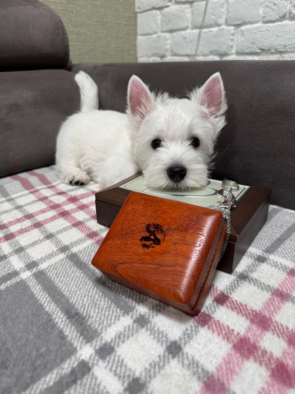 Щенки 250 725. Питомник собак породы вест хайленд вайт терьер в Москве