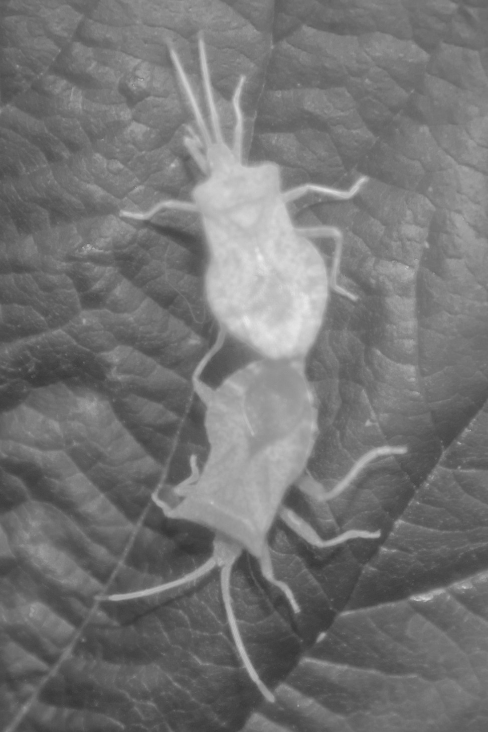 BORN AND RAISED. Vlad Bulenkov