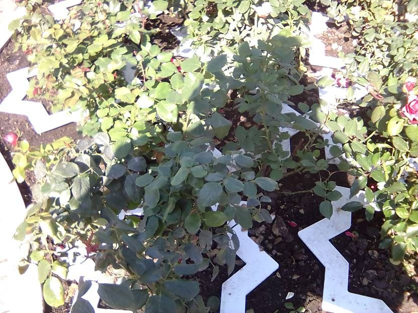 ВНИМАНИЕ! ФЕСТИВАЛЬ ЛАНДШАФТНОГО СТРОИТЕЛЬСТВА. 俄罗斯设计估算