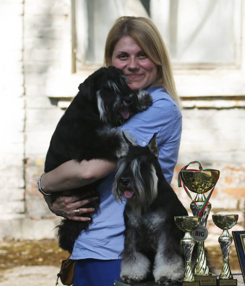 Майбах/Delinso Balance Argyris. Питомник цвергшнауцеров в Беларуси «Делинсо Бэлэнс»