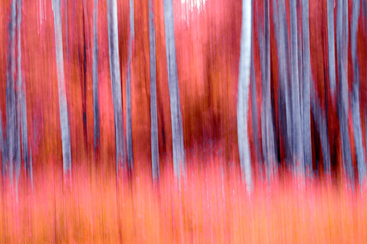 Walks in the Forest. Vasiliy Riabovol — Fine Art Photographer | Time, Space, and Silence