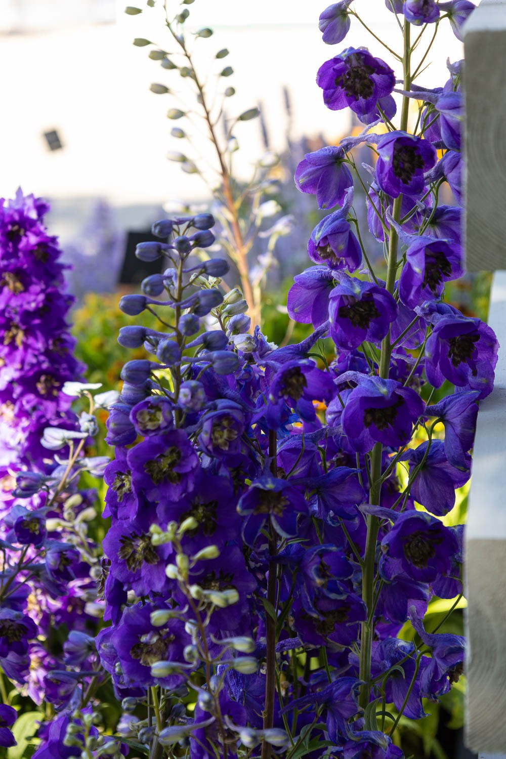 Фестиваль «Сады и люди» на ВДНХ. Семейный и свадебный фотограф в Москве и Домодедово Анна Авилочкина