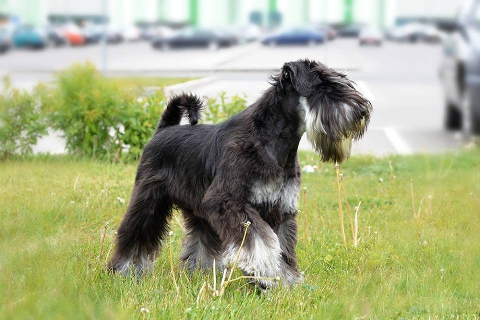 Майбах/Delinso Balance Argyris. Питомник цвергшнауцеров в Беларуси «Делинсо Бэлэнс»