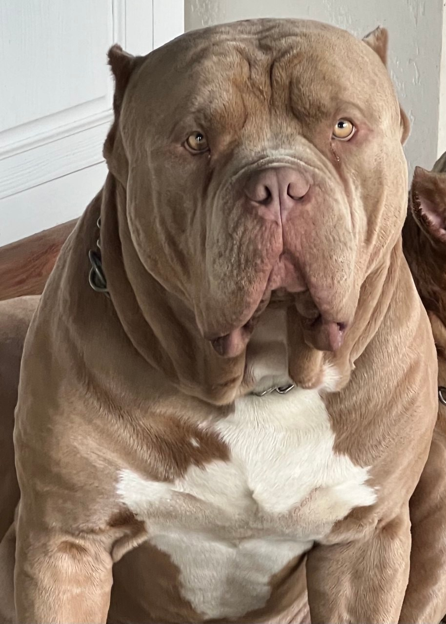 Хантер. Американские булли XL в г. Калининград. Питомник Great Bully UNIVERSE