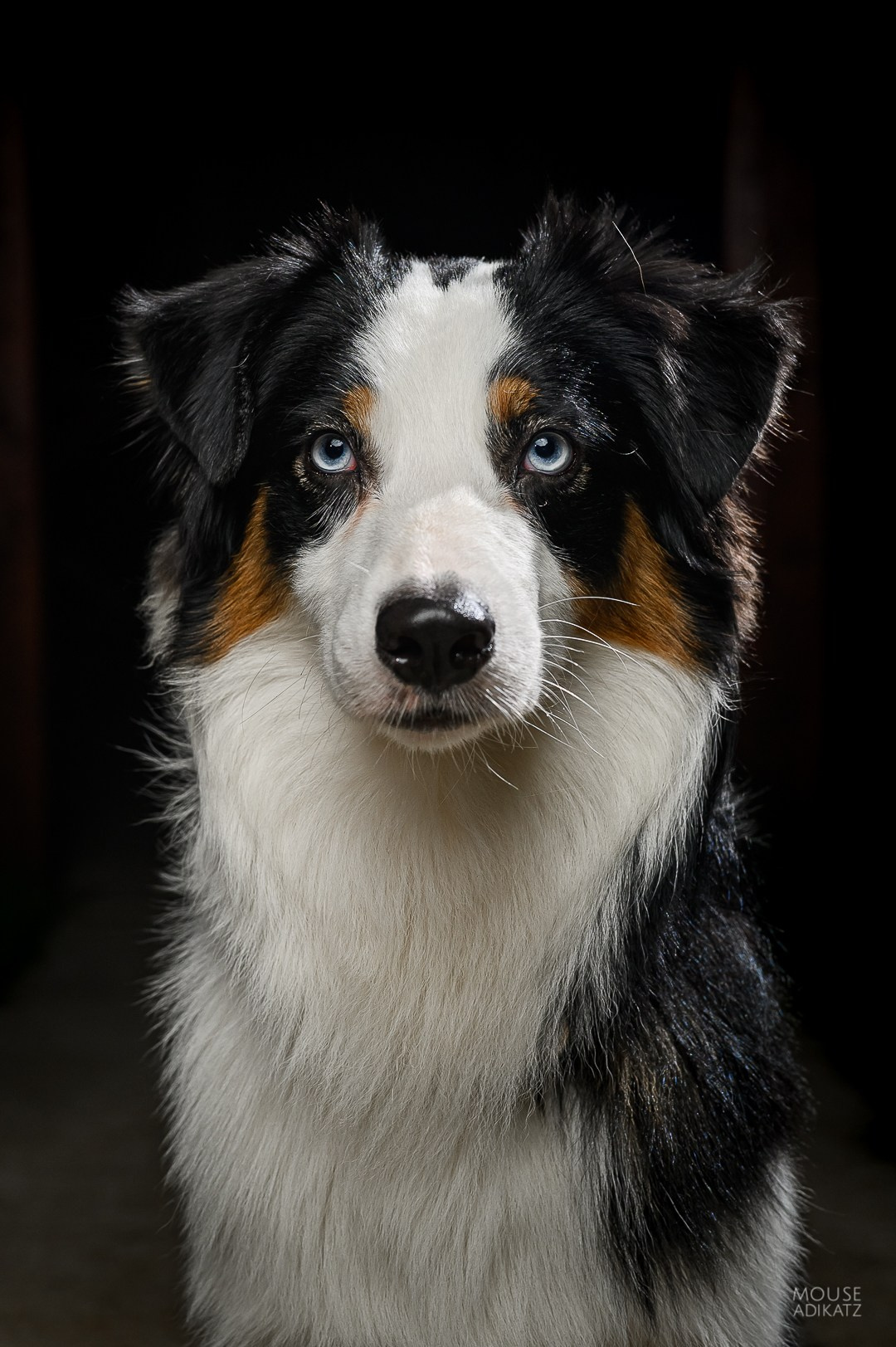 Гелий. BLGKV питомник собак