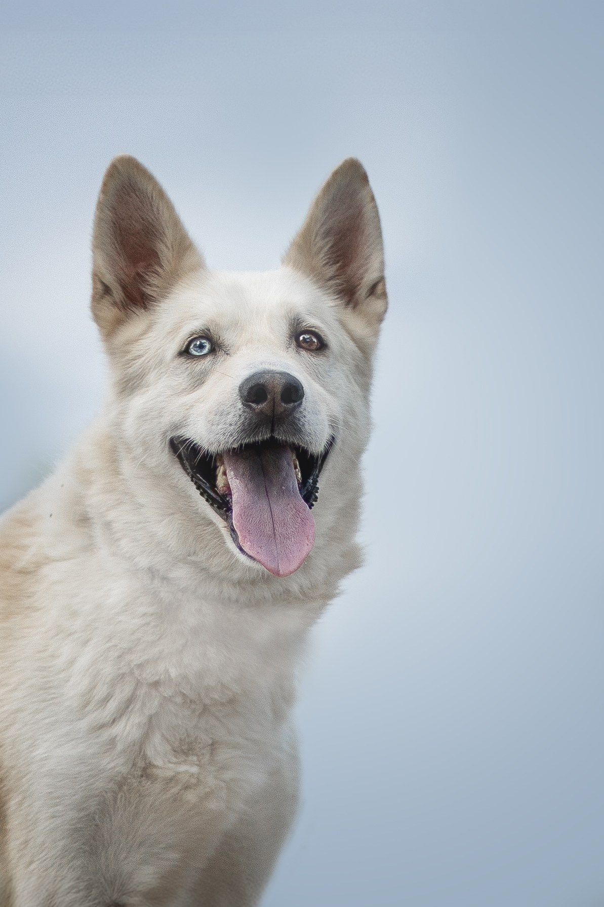 ИЩУТ ДОМ. Фотограф-анималист в Москве и Подмосковье