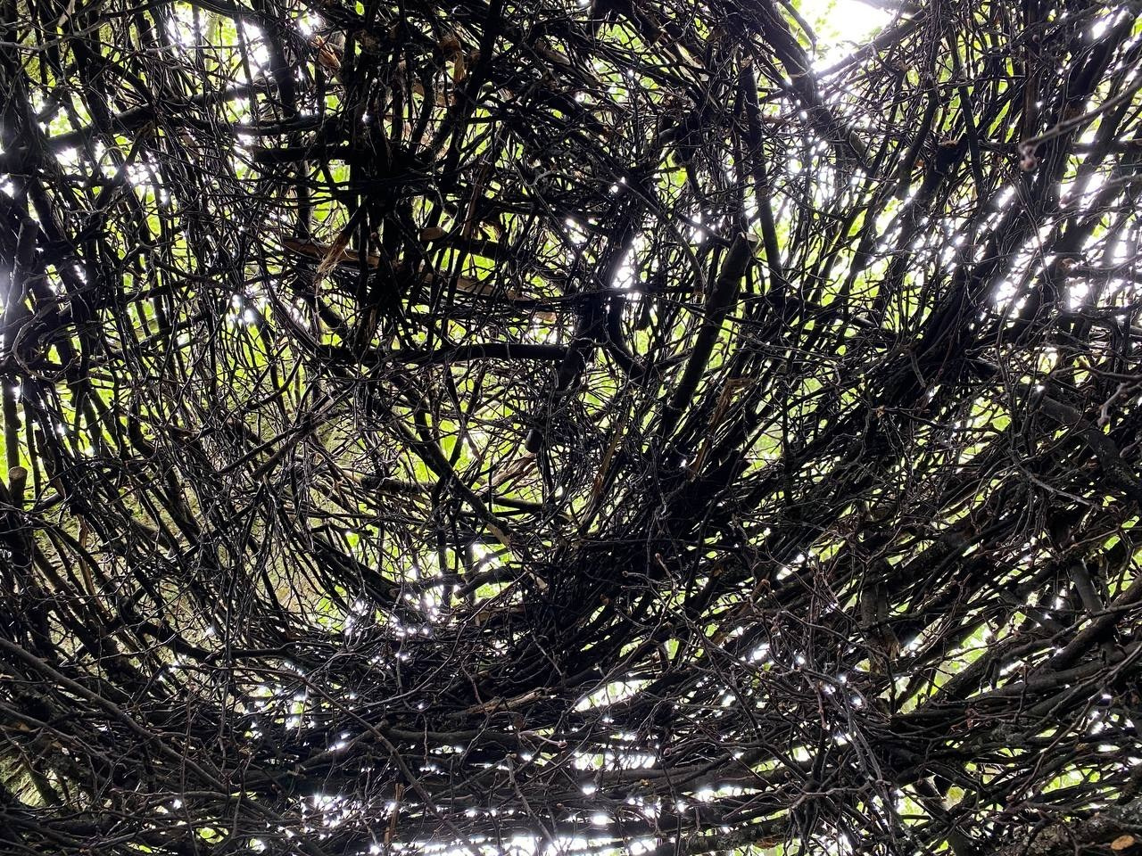 Резиденция «Белые аллеи» Москва. Лилия Ким. Междисциплинарный художник