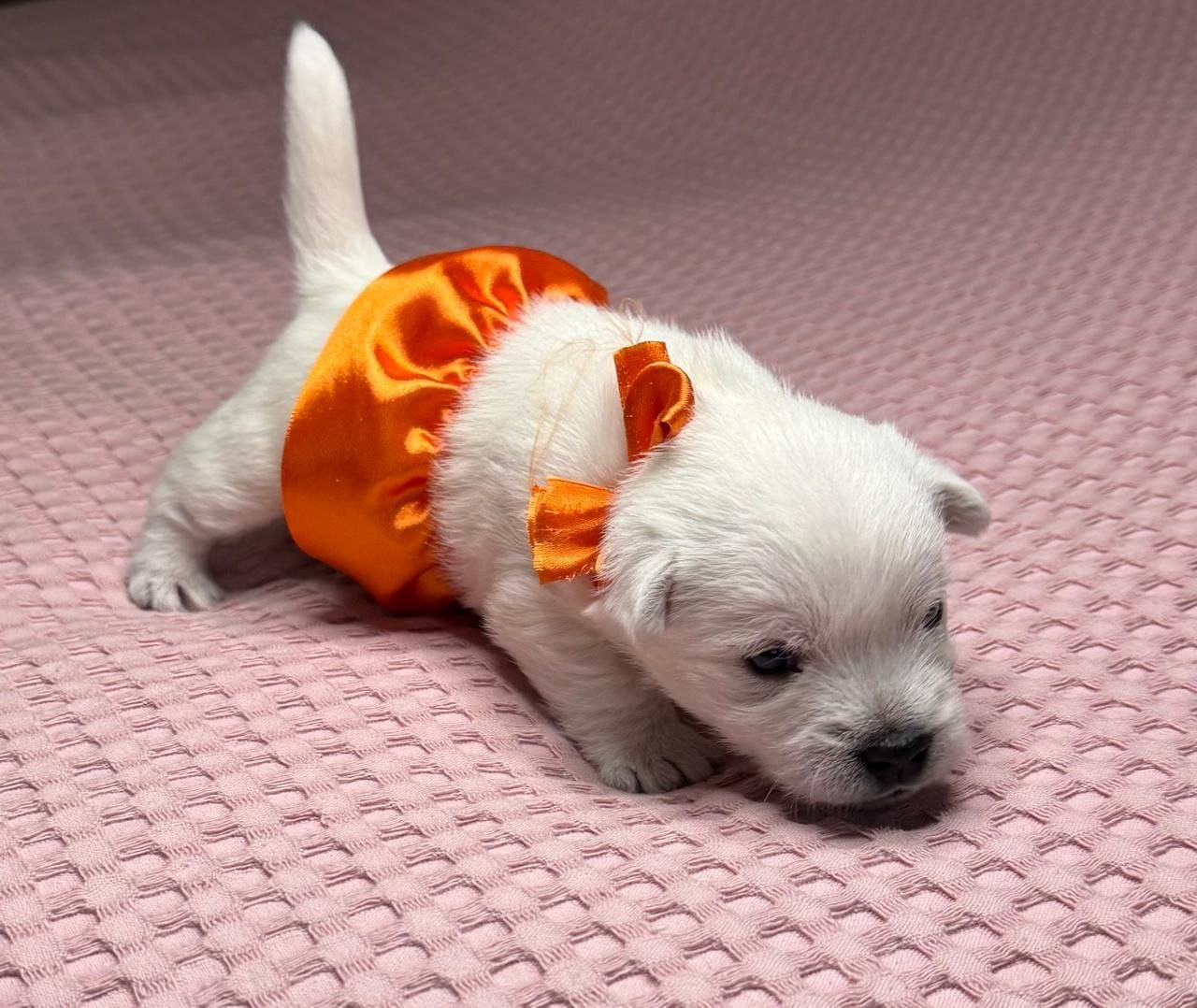 Щенки 14.01.2025. Питомник собак породы вест хайленд вайт терьер в Москве