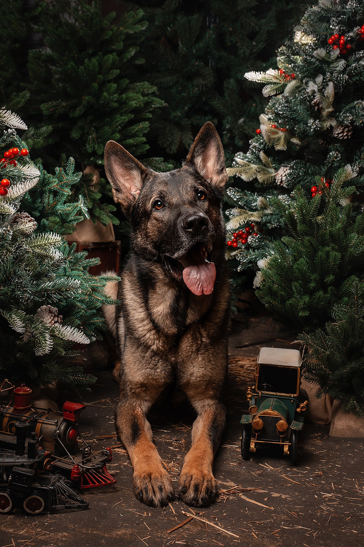 Съемки в интерьерных студиях. Фотограф собак в Москве и Московской области Иванушкина Мария
