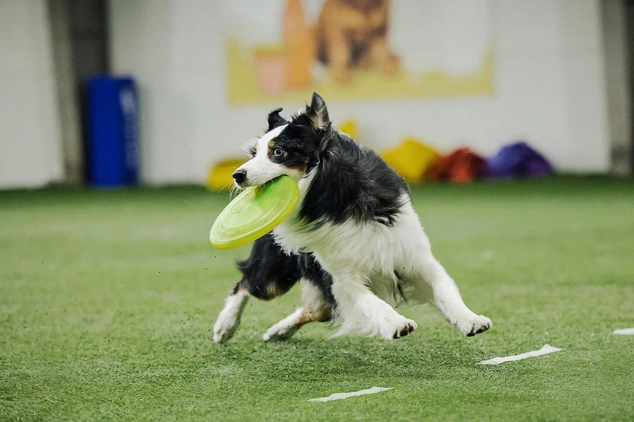 Гелий. BLGKV питомник собак