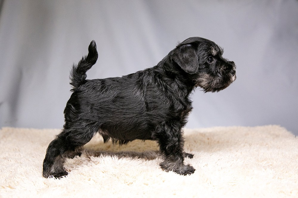 Щеночек предлагается! Юдай/ Делинсо Бэлэнс Юдай Гин-Куро/ Delinso Balance Yudai Gin-Kuro